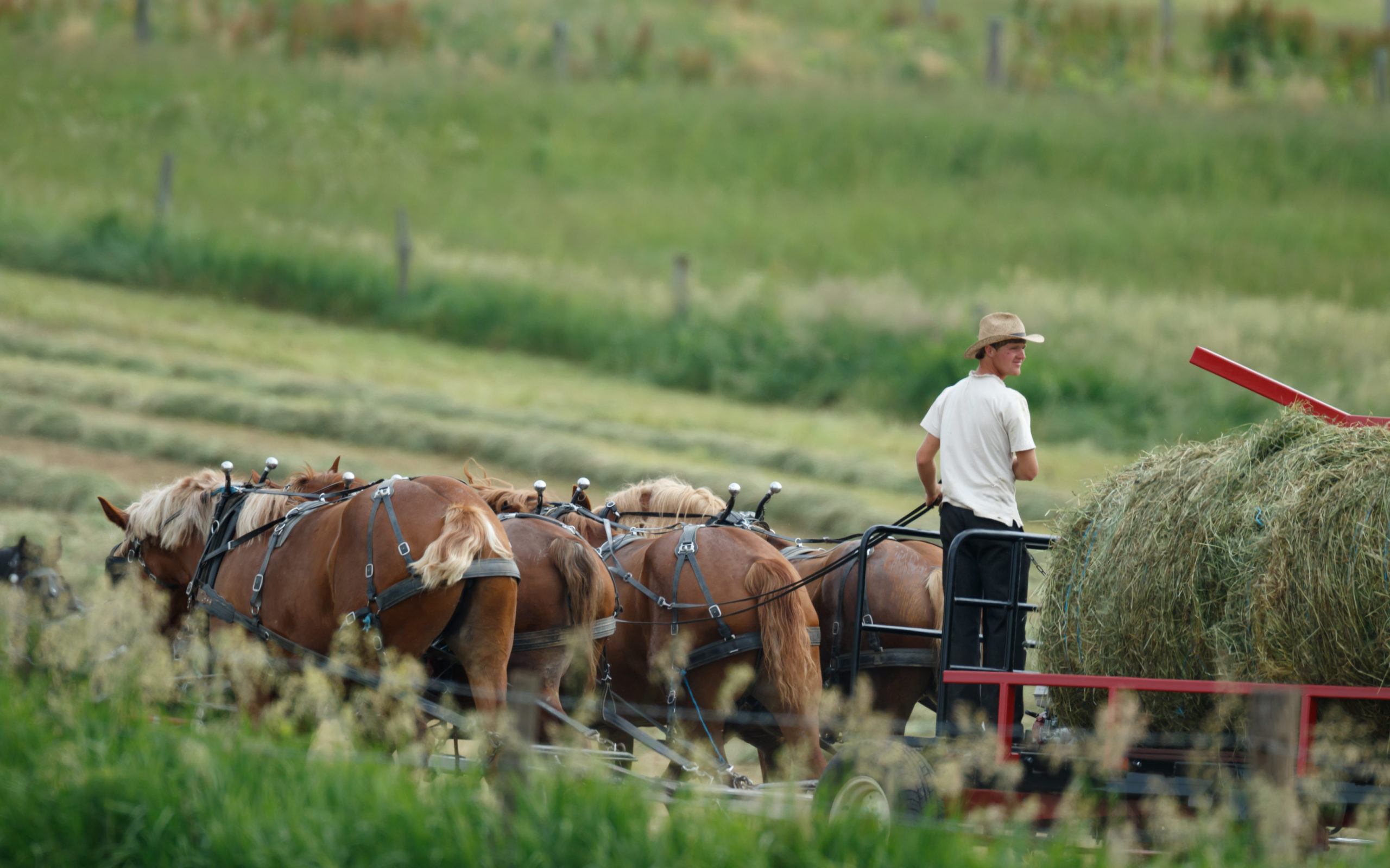 Amish Farm Images – Browse 7,551 Stock Photos, Vectors, and Video | Adobe  Stock