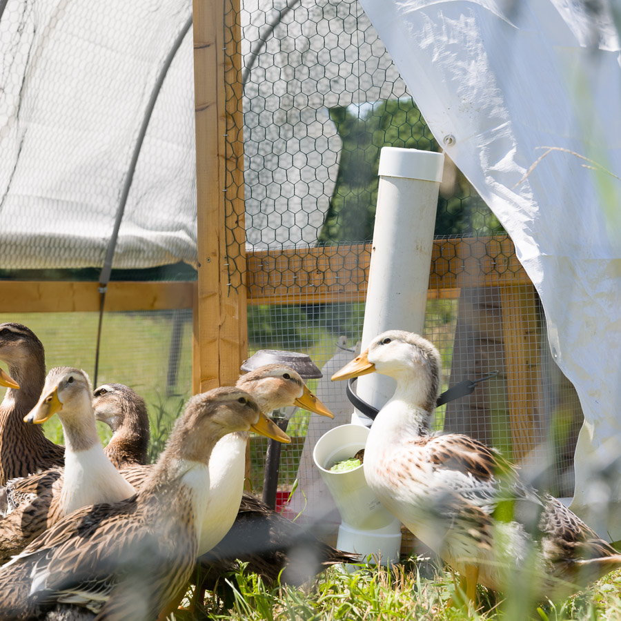 Ducks feeding outdoors on a sunny summer day.