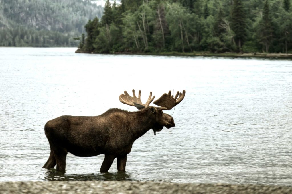 Jim Zumbo - Moose Hunting