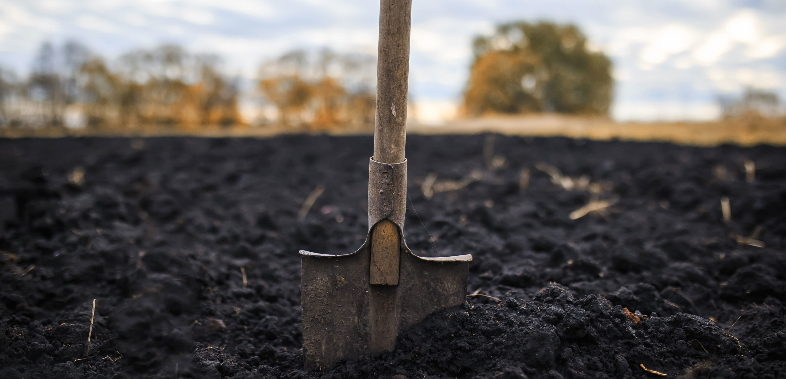 A wood handled shovel sticks out of dark rich soil.