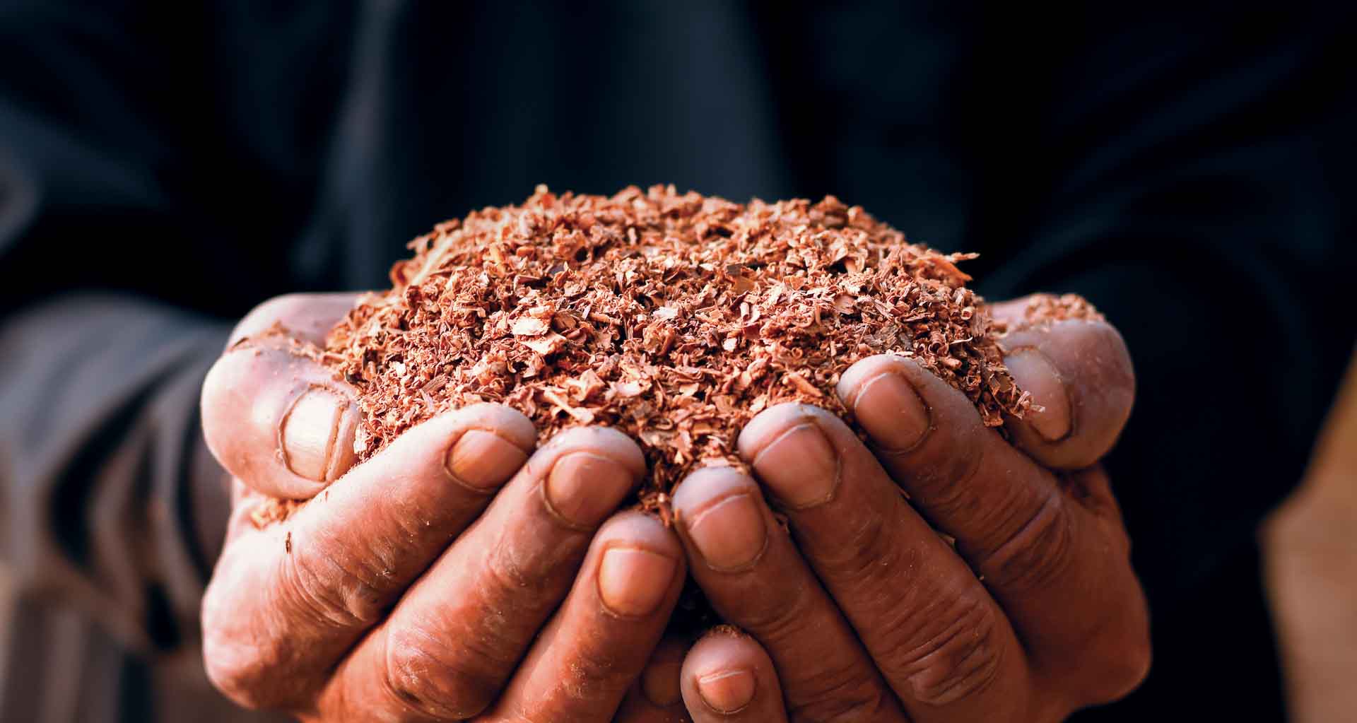 Close-up image of weathered working hands cupped together holding finely chopped wood mulch.