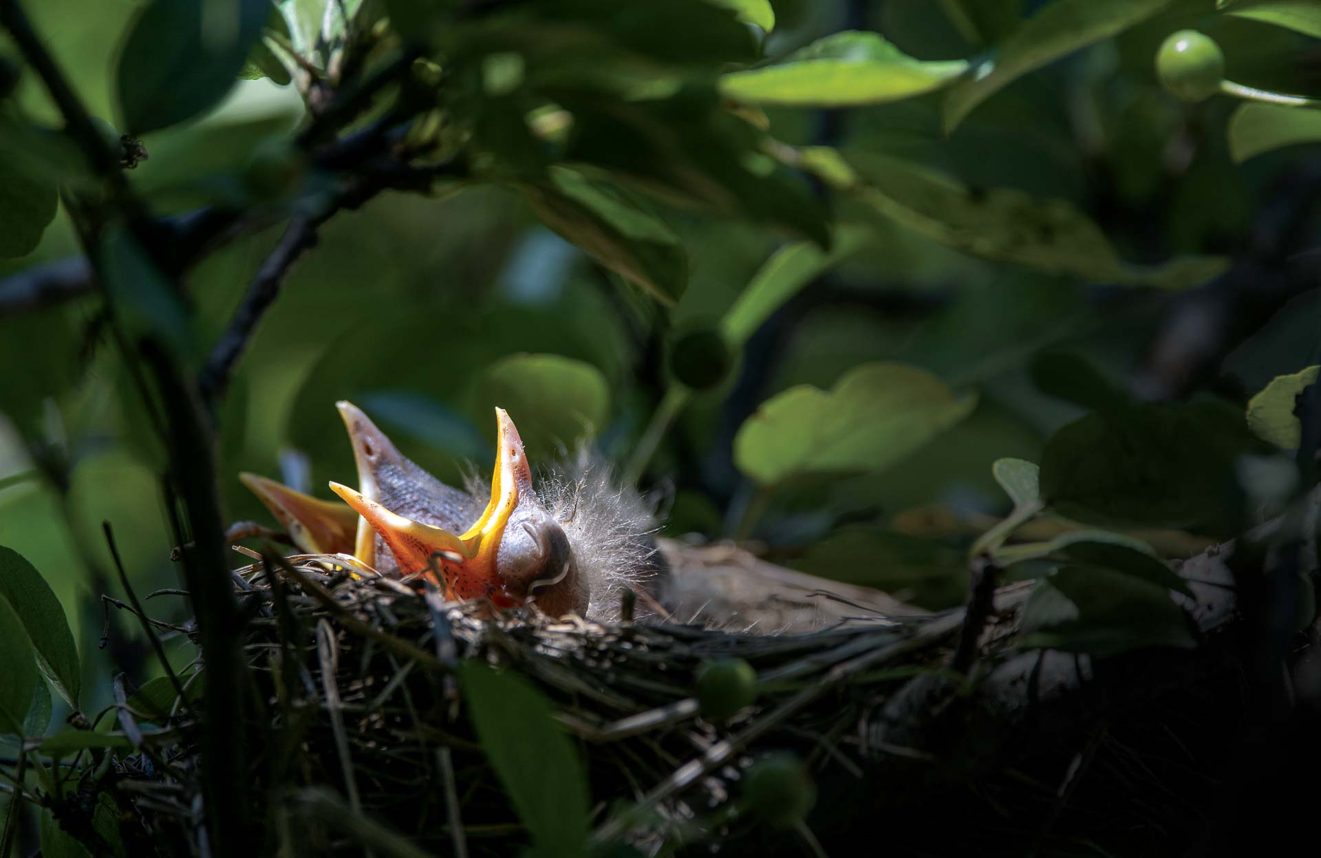 Young birds in a nest stretch out and open their beaks wide to recieve food.