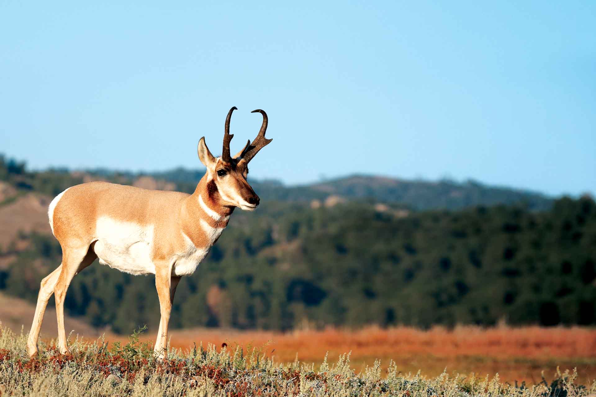 A male pronghorn antelope grazing in and open field on a sunny day.