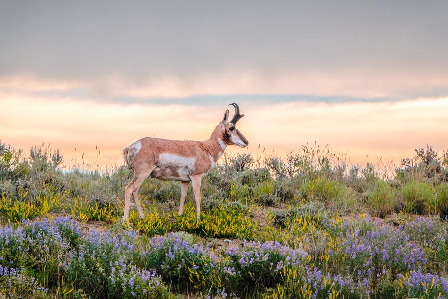 Buck Pronghorn Antelope with sagebrush and Wyoming wildflowers in soft light of and evening sunset.