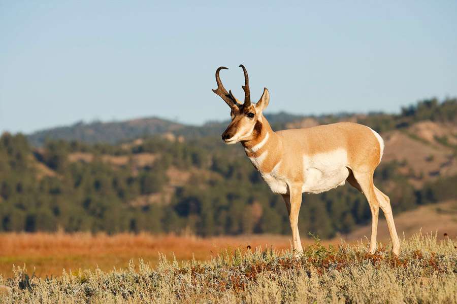 An adult pronghorn antelope standing on a small hill in with mountains int he distance.