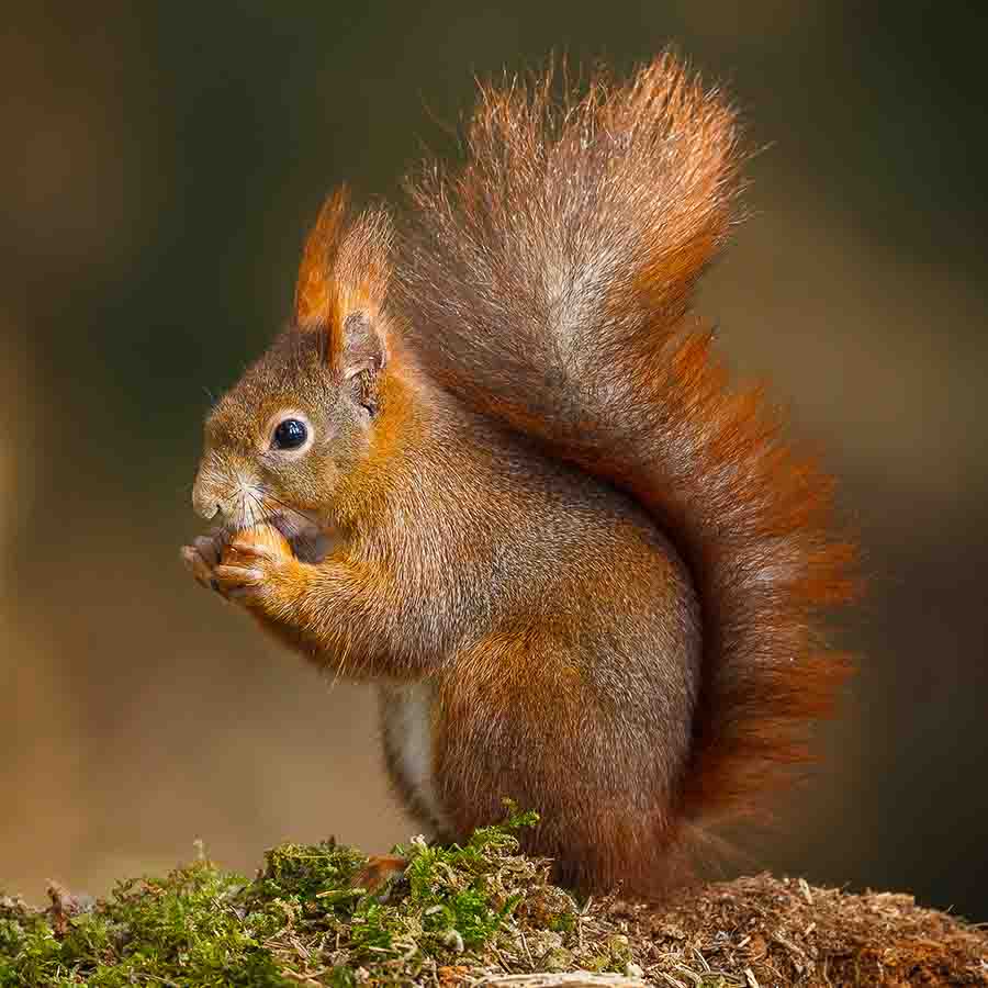 A red squirrel sits on a mossy log eating out of it's front paws.