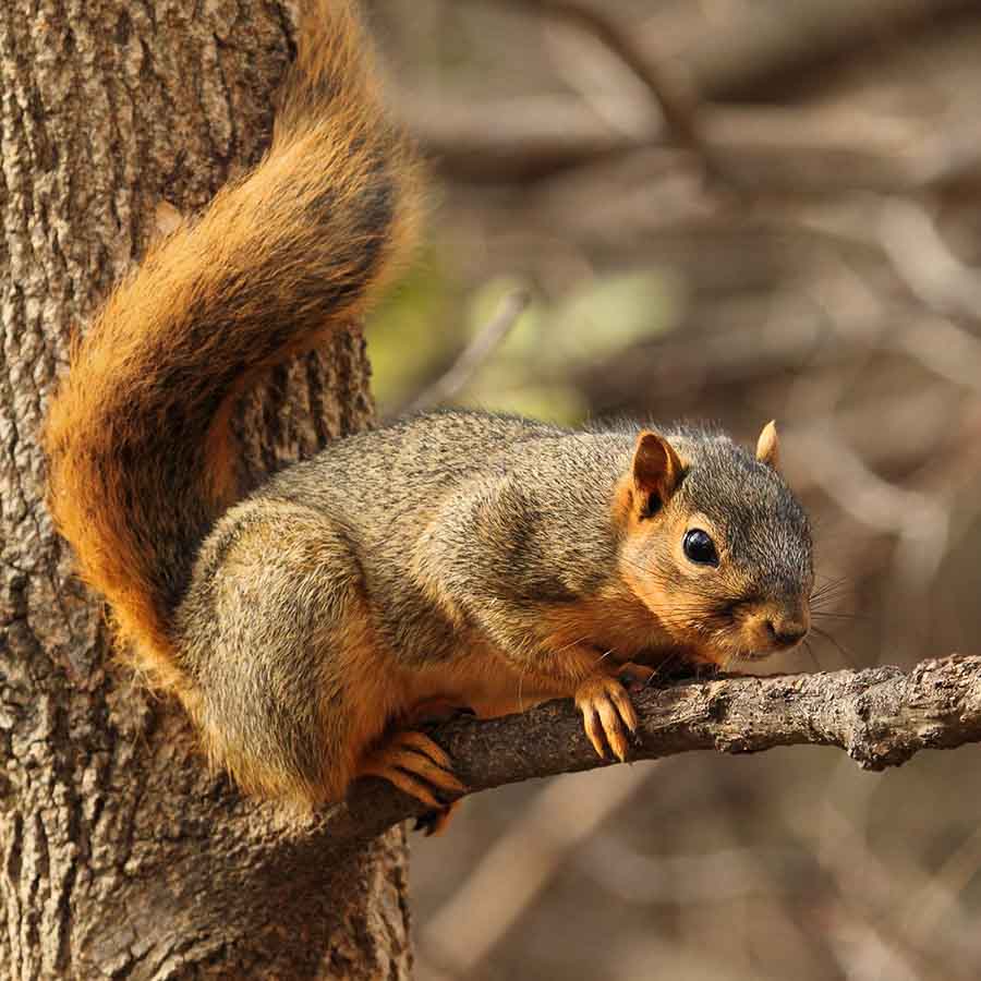 A squirrel grasps a tiny tree branch.