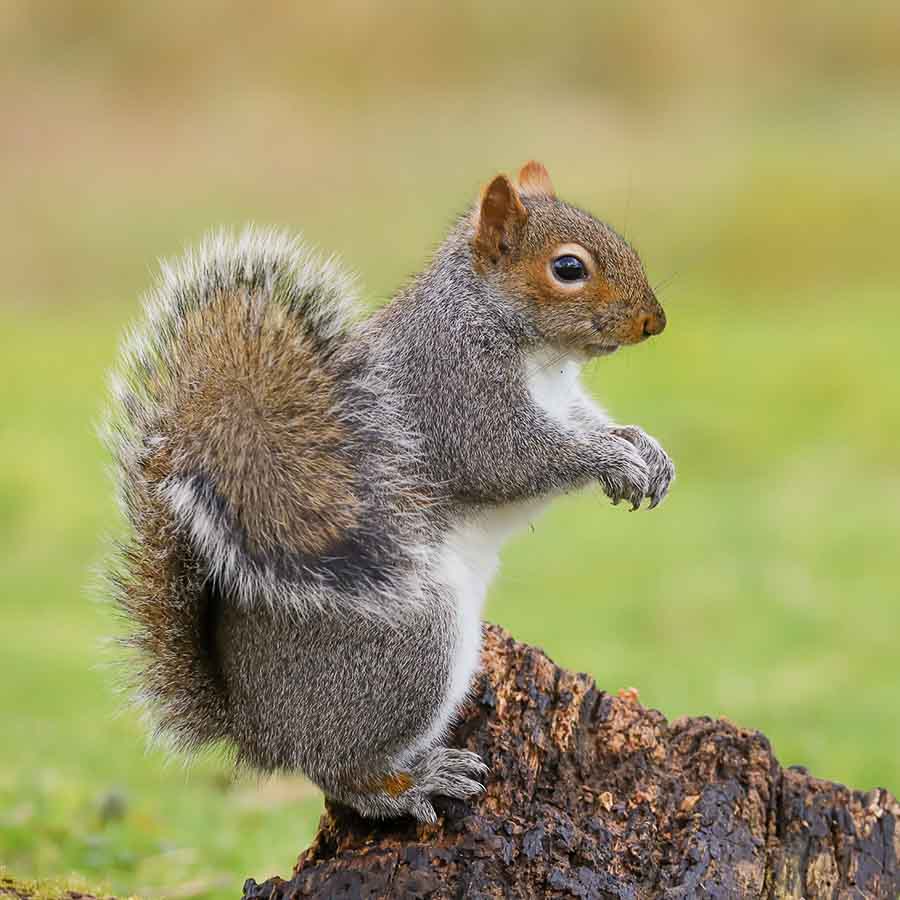 A grey squirrel pauses on a wooden stump with the green grass in the background.