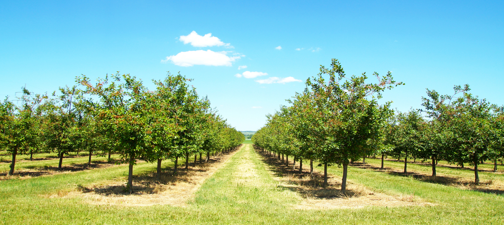 Rows of trees in a cherry tree orchard under a blue sky