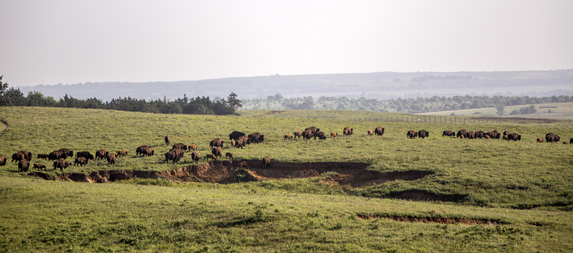 American bison herd on the move