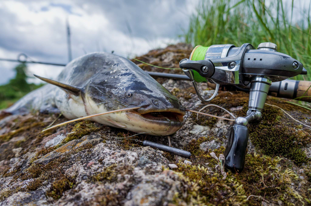 Channel catfish laying on the rocks beside a spinning fishing rod.