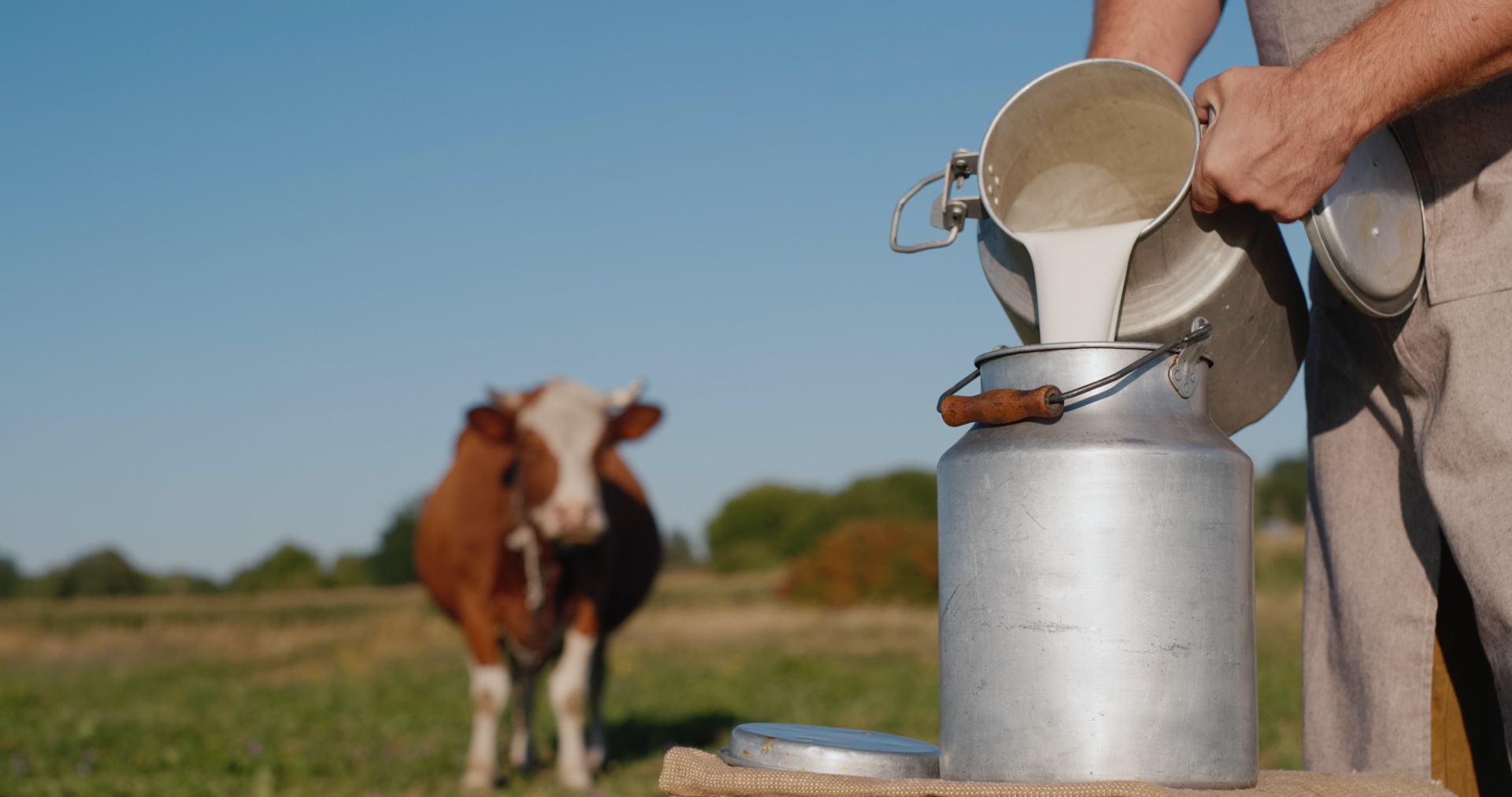 Farmer pours milk into can, in the background of a meadow with a cow