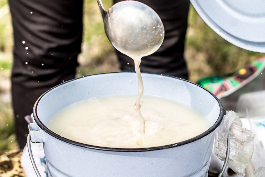 Pouring fresh milk into a pail