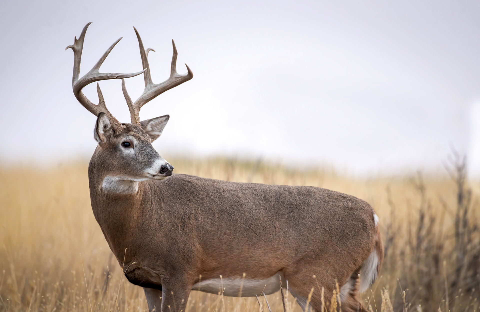 Large whitetail buck standing in a field
