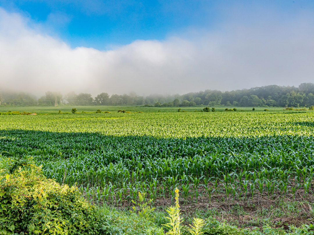 The rich farmland of Yanceyville, North Carolina where Jasper Brown made his living.