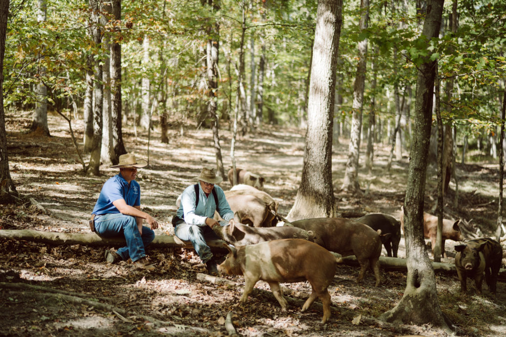 Joel and Daniel Salatin with their pigs in the woods