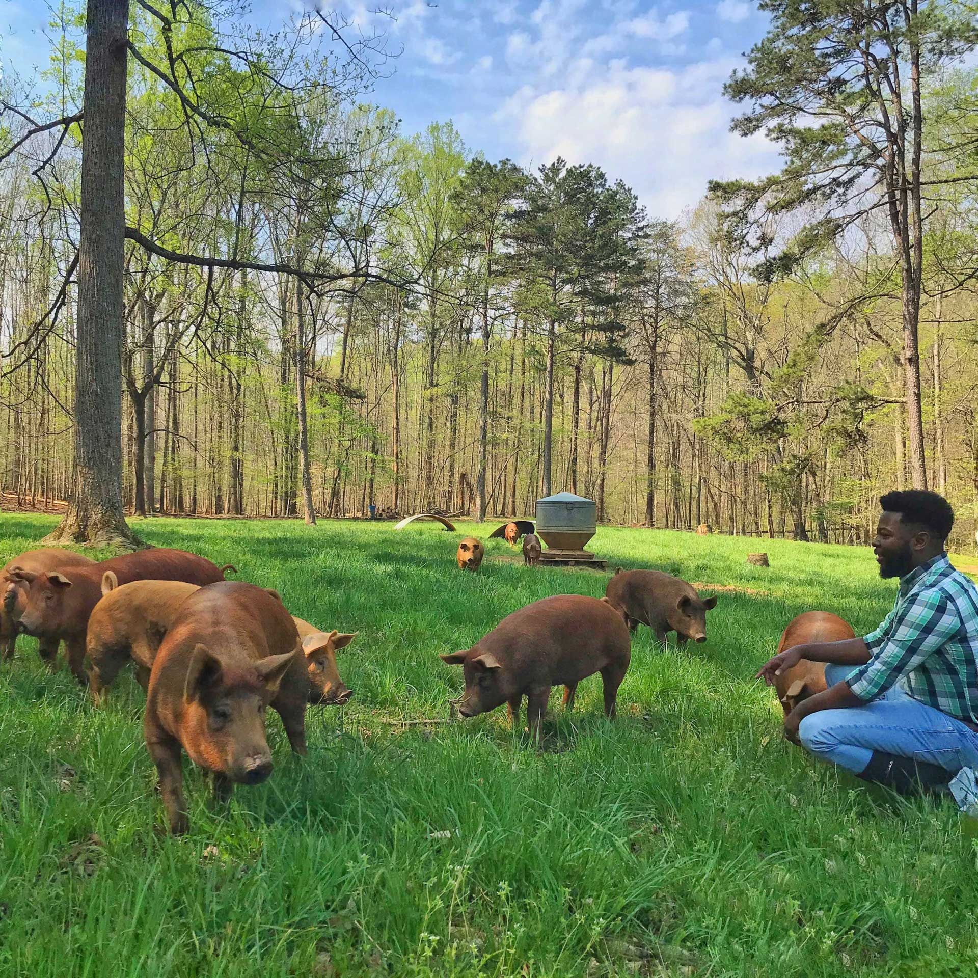 Pork Rhyne: The Pork Evangelist