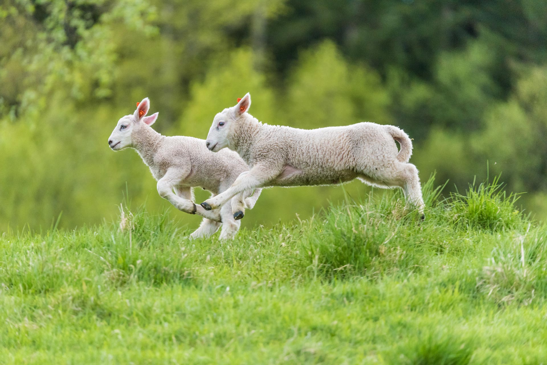 Untethered lambs running through a green field
